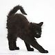 catshizun