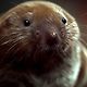 Pete Moles