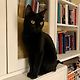 lizthecatfriend