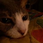 Noam