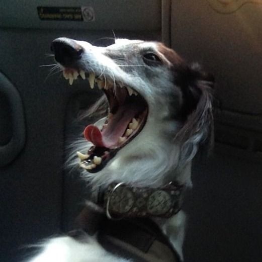 ‎Paprika’s profile • Letterboxd