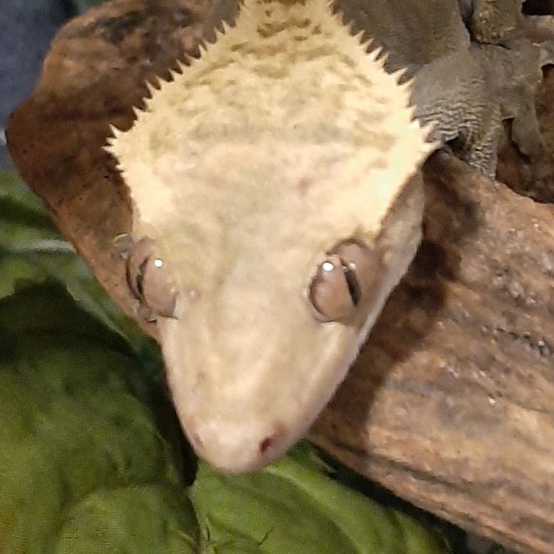 ‎Python King’s profile • Letterboxd