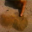 fogline