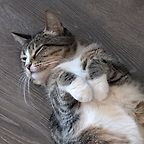 Tabby Cat-Paw