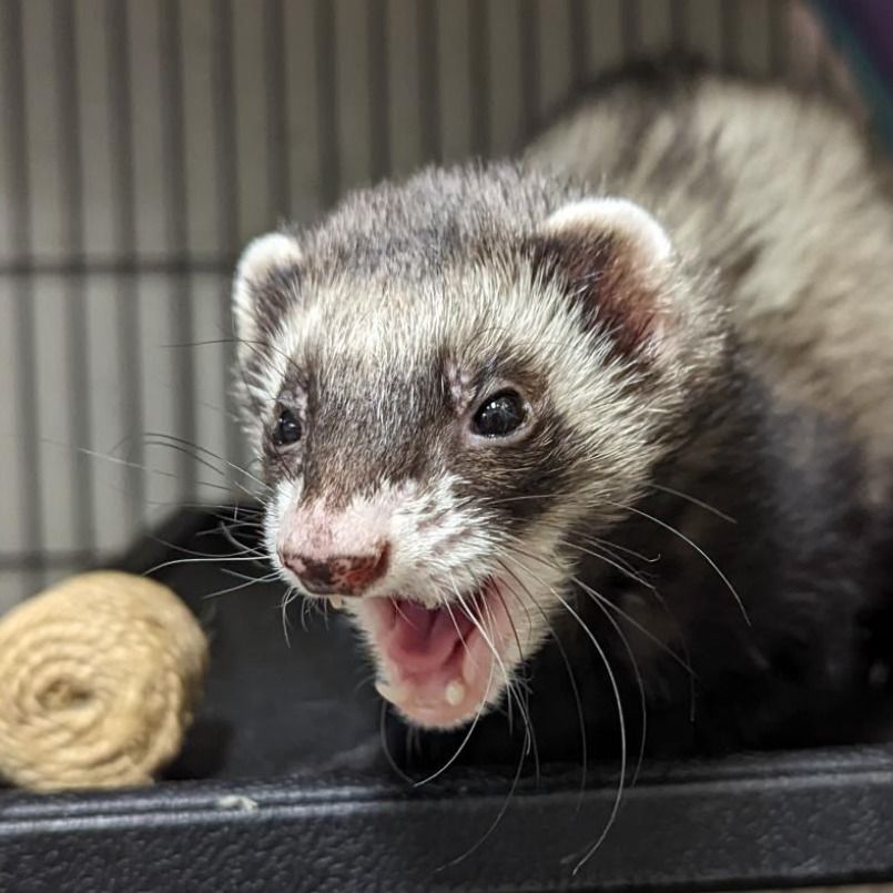 FerretSplicer