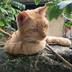 Dimas Daffa Yanuardi