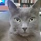 coffeecat123