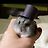 Hamster 🎩