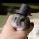 Hamster 🎩