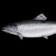 atlanticsalmon