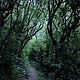 Gorsebloom