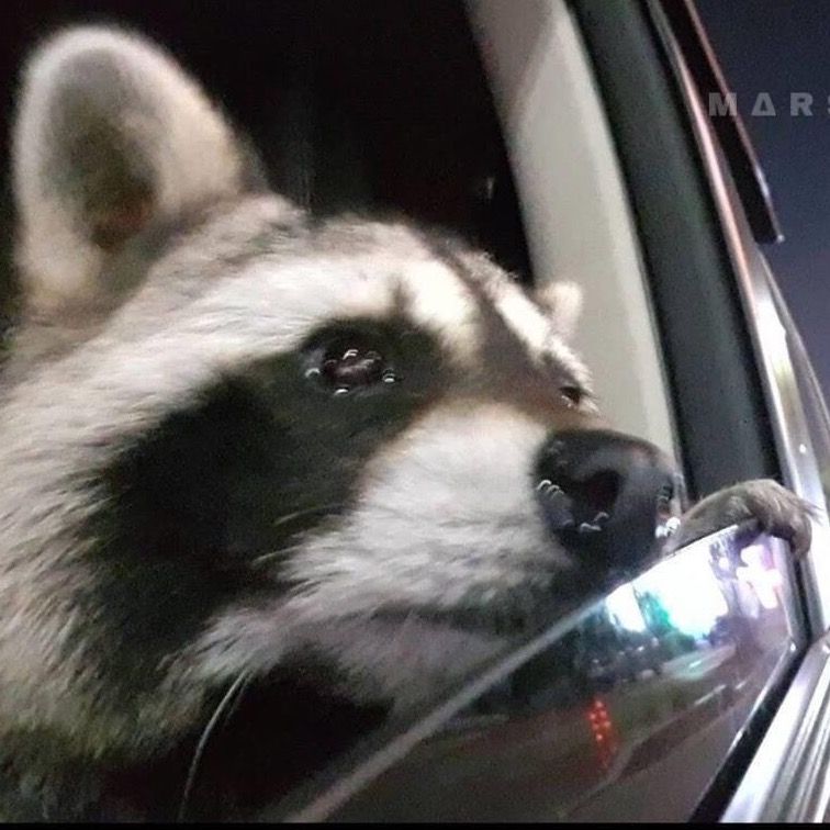 Letterboxd profile picture for @grayscal