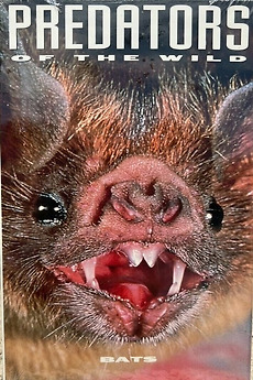 ‎Predators of the Wild: Bats (1991) directed by G. Dieter Plage ...