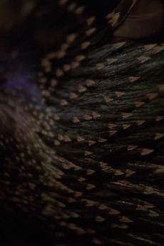 ‎Starlings (2013) directed by Mikael Kristersson • Film + cast • Letterboxd