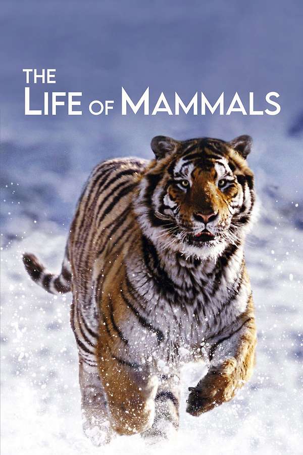 The Life of Mammals (2002) directed by Mark Linfield • Reviews