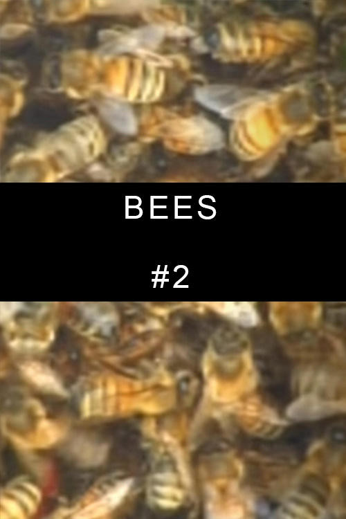 Bees poster