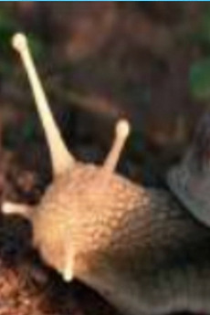 ‎The Left Hand Snail (2026) directed by Valentin Decombe, Matteo ...