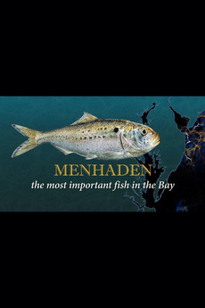 Menhaden: The Most Important Fish in the Bay (2012) directed by Sarah ...