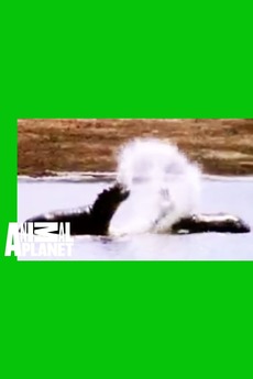 ‎Animal Face-Off: Hippo vs. Bull Shark (2004) • Film + cast • Letterboxd