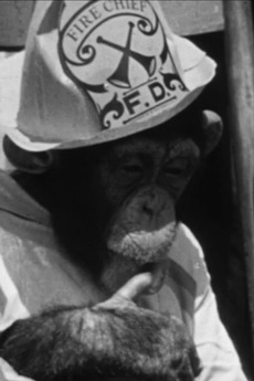 ‎The Rookie Fireman (1936) directed by Thomas Mead • Reviews, film ...