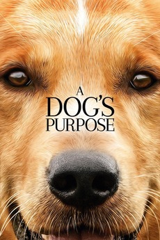 A Dog S Purpose 2017 Directed By Lasse Hallstrom Reviews Film Cast Letterboxd