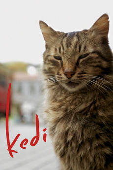 Kedi 2016 Directed By Ceyda Torun Reviews Film Cast Letterboxd