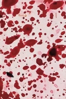 ‎Primary (2004) directed by Dan Browne • Film + cast • Letterboxd