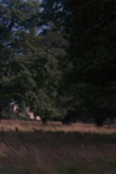‎Tree (1974) directed by Chris Welsby • Film + cast • Letterboxd