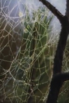 ‎Aranei (1979) directed by Rein Maran • Film + cast • Letterboxd