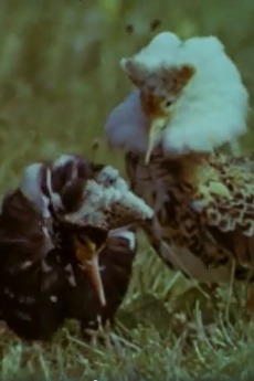 ‎Ruffs (1976) directed by Rein Maran • Film + cast • Letterboxd