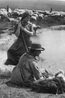 ‎Tansy (1921) directed by Cecil M. Hepworth • Reviews, film + cast