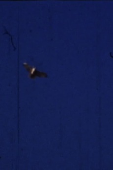 ‎Flying Fish (2012) directed by Tara Merenda Nelson • Film + cast ...