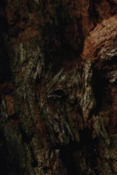 CASTOROCENE (2021) directed by George Finlay Ramsay • Film + cast ...