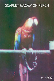 ‎Scarlet Macaw on Perch (1902) directed by Edward Raymond Turner