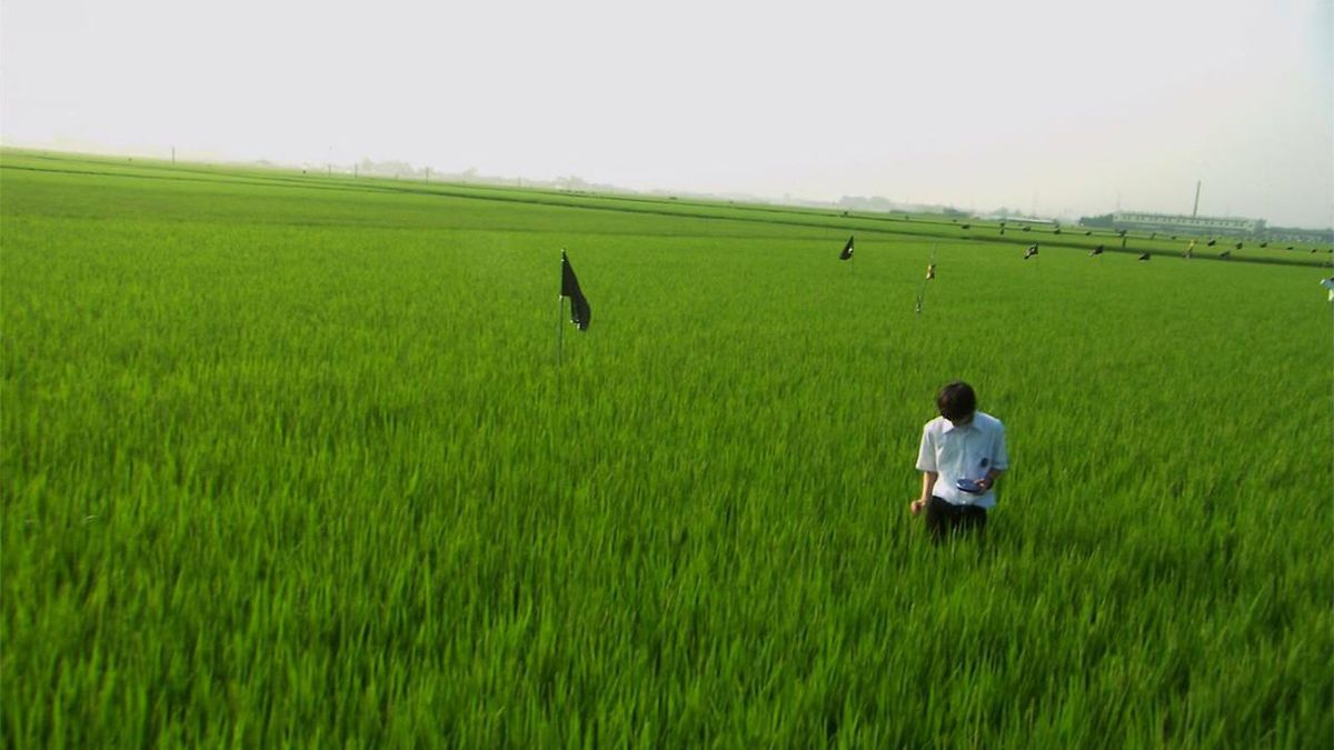All About Lily Chou Chou 2001 Directed By Shunji Iwai Reviews All About Lily Chou Chou 2001 Directed By Shunji Iwai Reviews