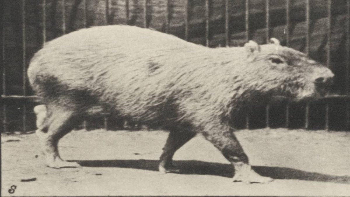 Public Domain, a list of films by Robbob01 • Letterboxd