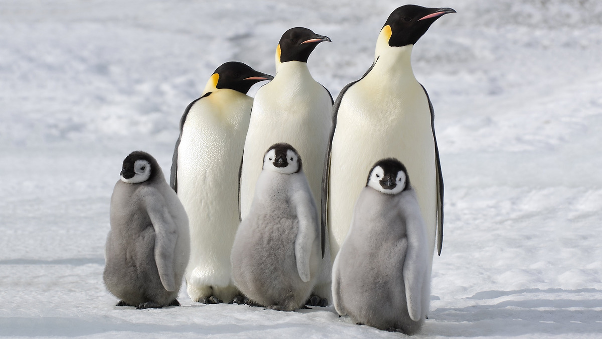 ‎March of the Penguins 2: The Next Step (2017) directed by Luc Jacquet ...