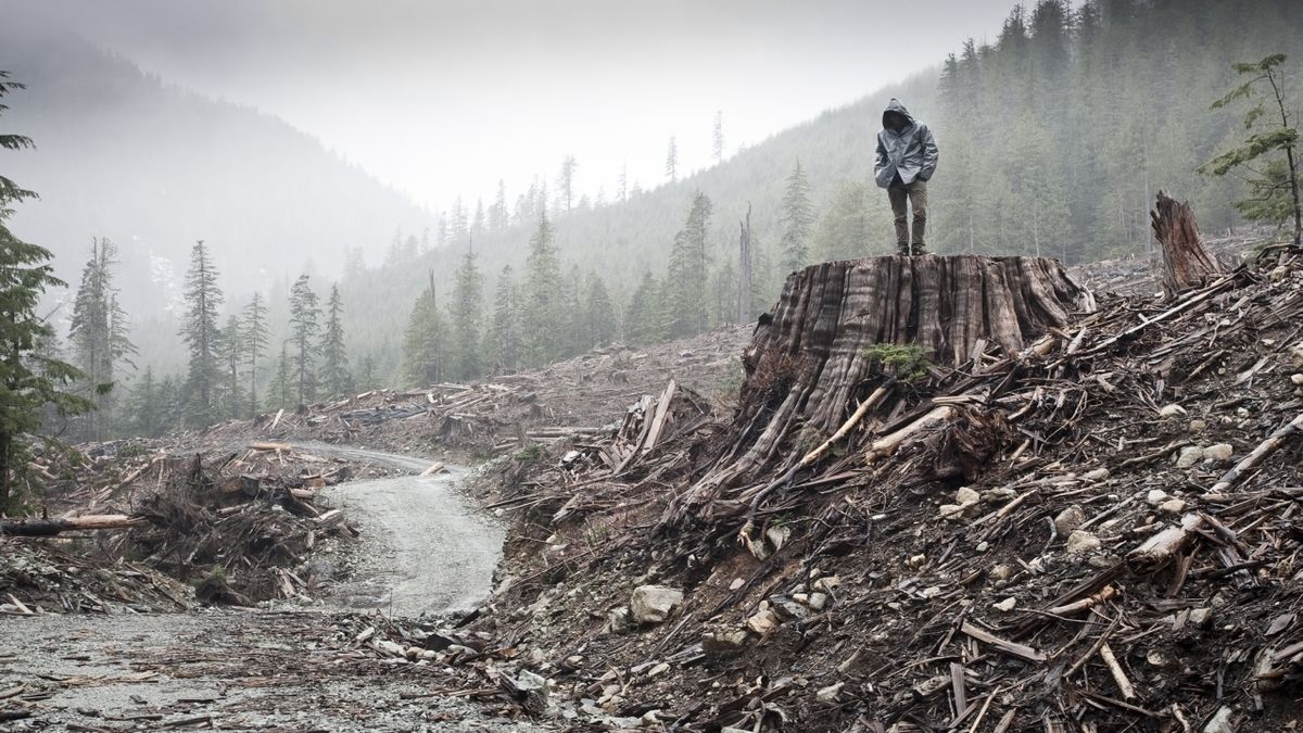 ‎If a Tree Falls A Story of the Earth Liberation Front (2011) directed
