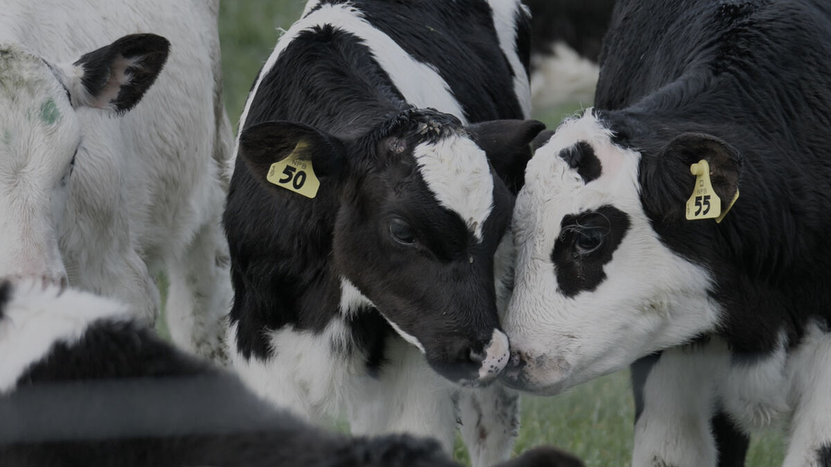 ‎Milked • Reviews, film + cast • Letterboxd