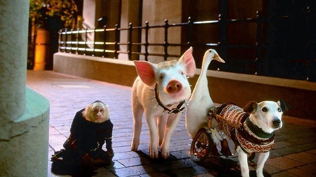 The forlorn faces of small animals who know they deserve your love.