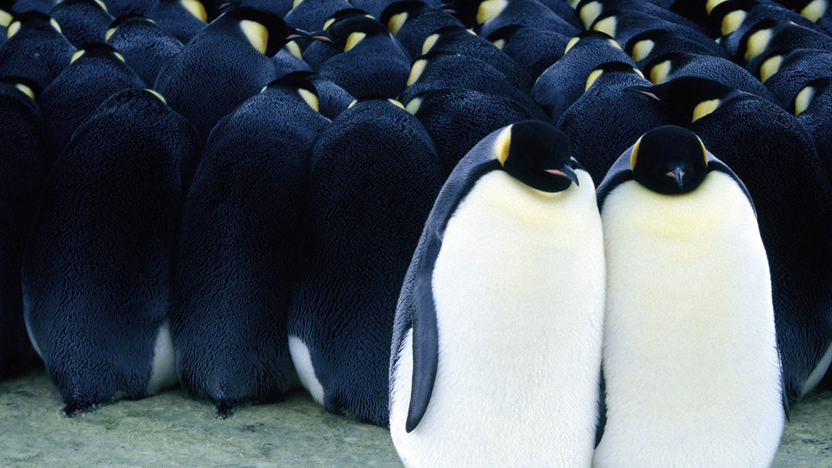 the theme of love in the march of the penguins a film by luc jacquet Filmmaker luc jacquet spent over a year braving the frigid temperatures of the south pole to film this annual ritual of the penguins, and march of the penguins documents their brave struggle to survive, as well as the close emotional bonds between the penguin families. the theme of love in the march of the penguins a film by luc jacquet Filmmaker luc jacquet spent over a year braving the frigid temperatures of the south pole to film this annual ritual of the penguins, and march of the penguins documents their brave struggle to survive, as well as the close emotional bonds between the penguin families.