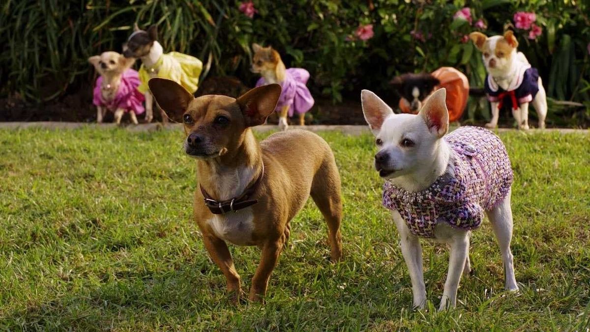 Beverly Hills Chihuahua 2’ review by lala • Letterboxd