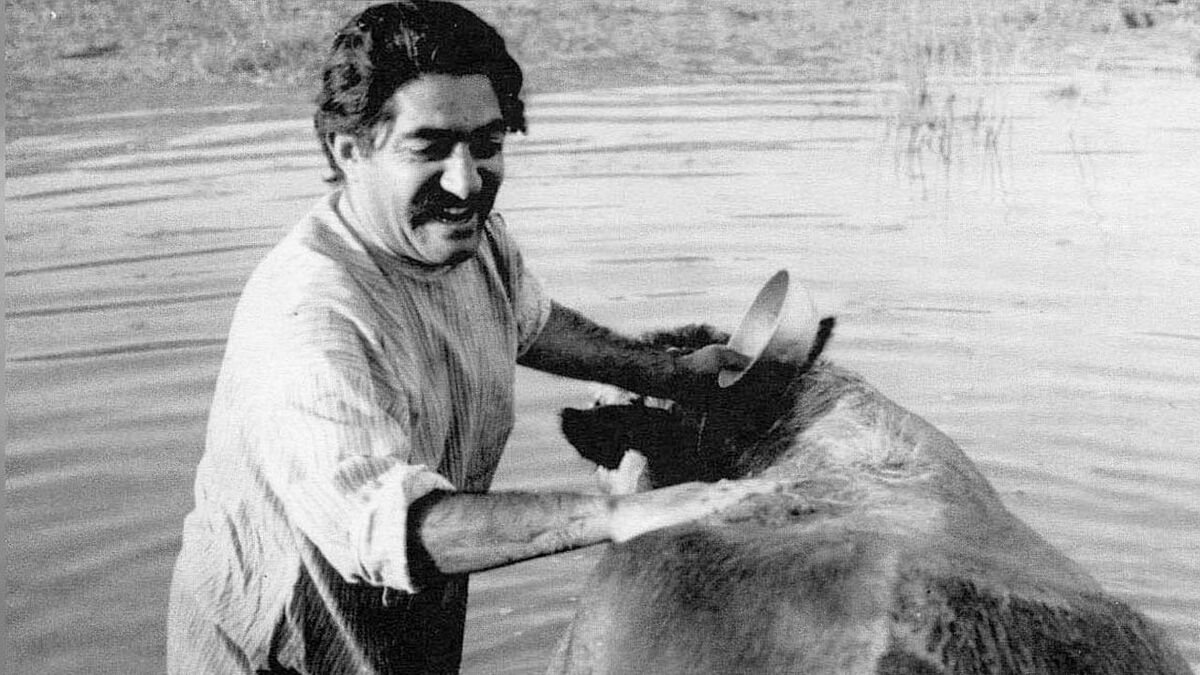 ‎The Cow (1969) directed by Dariush Mehrjui • Reviews, film + cast