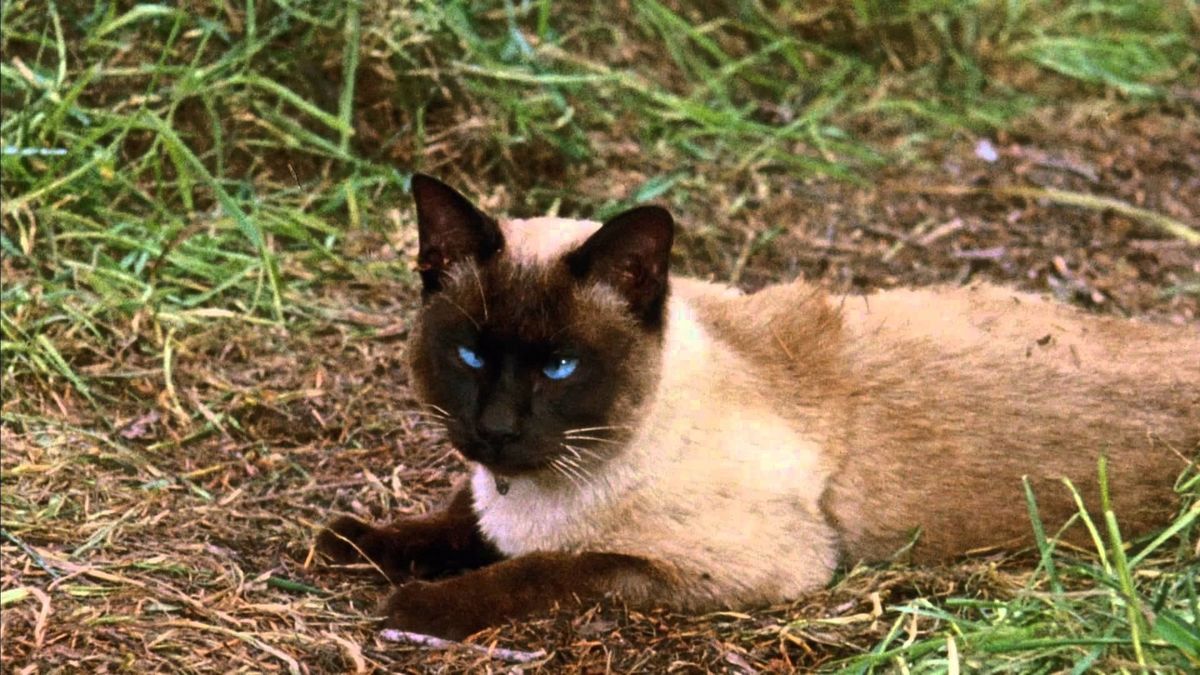 The Incredible Journey (1963) directed by Fletcher Markle • Reviews ...