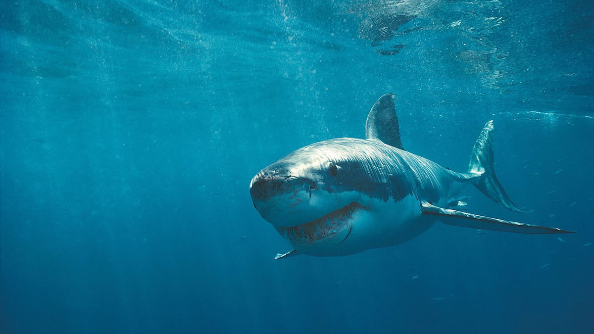 Shark Attack 3: Megalodon’ review by Jonesing • Letterboxd