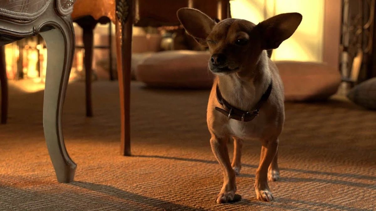 Is Papi From Beverly Hills Chihuahua Still Alive