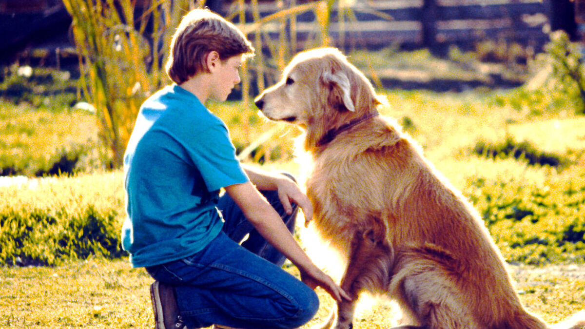 Homeward Bound: The Incredible Journey (1993) directed by Duwayne Dunham • Reviews, film + cast • Letterboxd