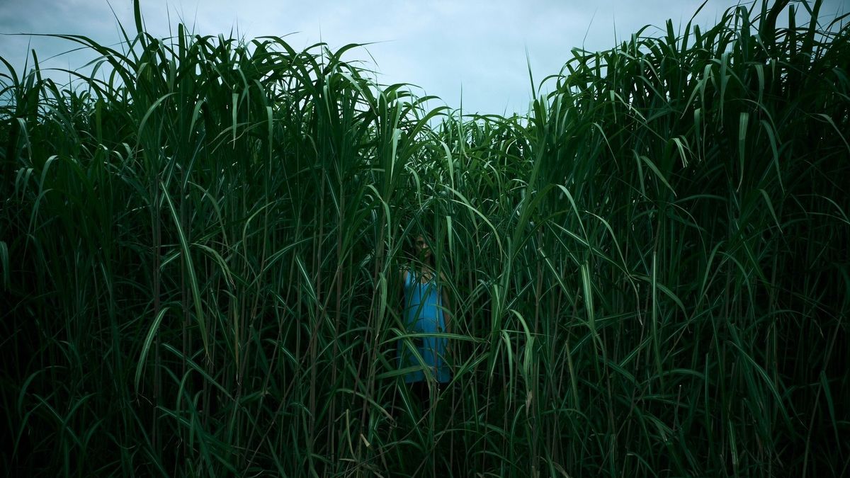 Future Islands Back In The Tall Grass Lyrics In the Tall Grass’ review by i • Letterboxd