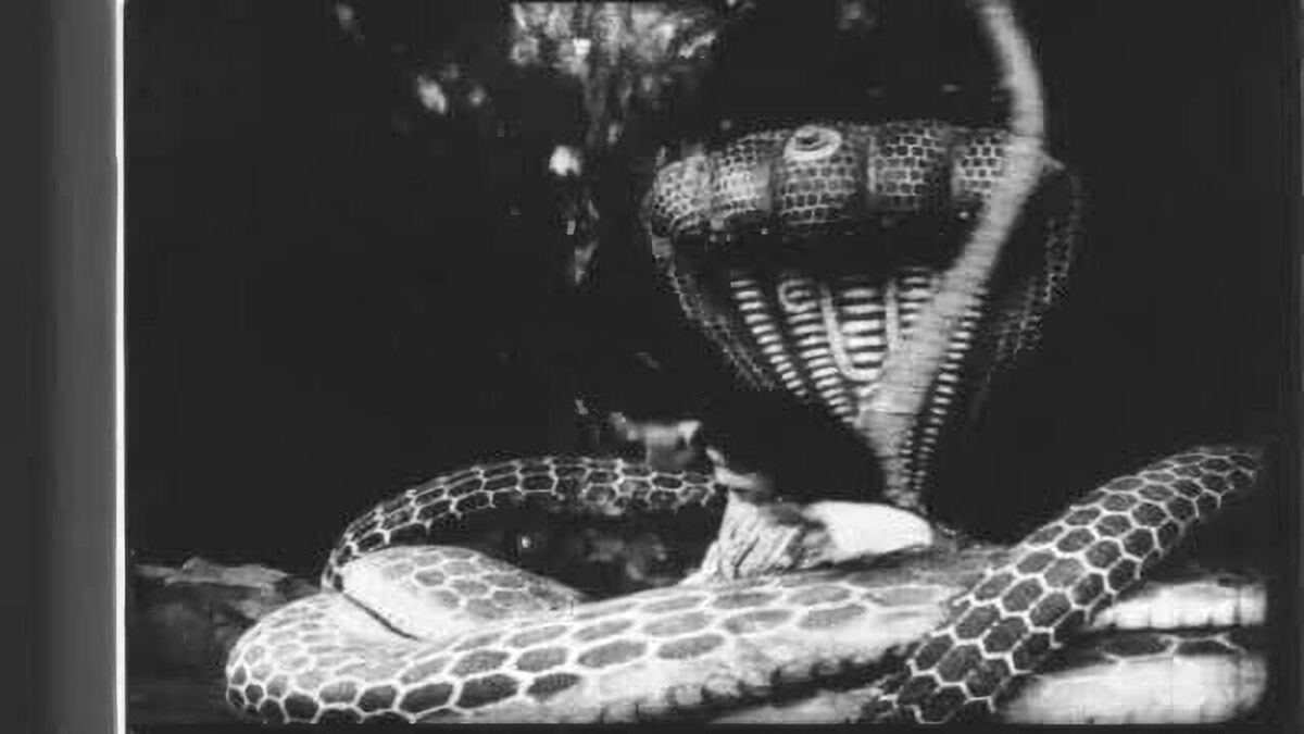 ‎Kaliya Mardan (1919) directed by Dhundiraj Govind Phalke • Reviews
