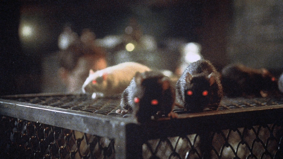Rats: Night of Terror’ rewatched by Video_store_clerk • Letterboxd